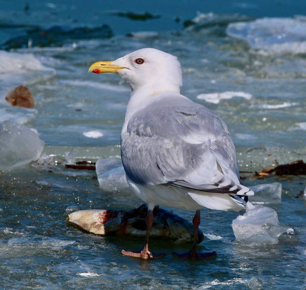 Iceland Gull (Kumlien's) - adult BIRD I by Victor W. Fazio III is licensed under CC BY-NC-SA 2.0.
